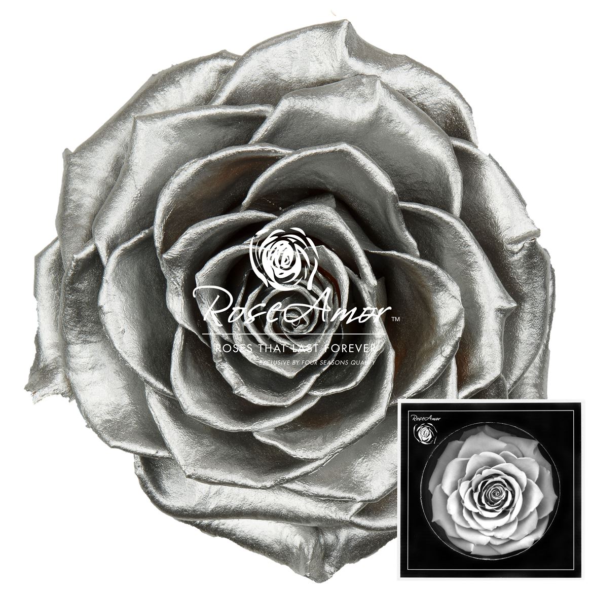 Rosa Preserved Bonita Metallic Silver Whi04 9cm Hd