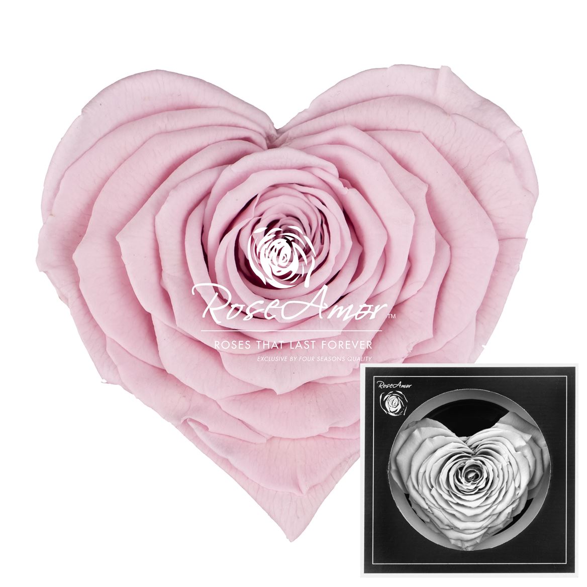 Rosa Preserved Corazon Pin04 9,5cm Hd
