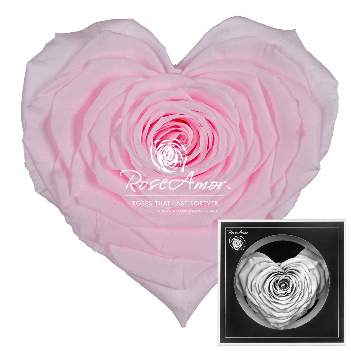Rosa Preserved Corazon Pin99 9,5cm Hd