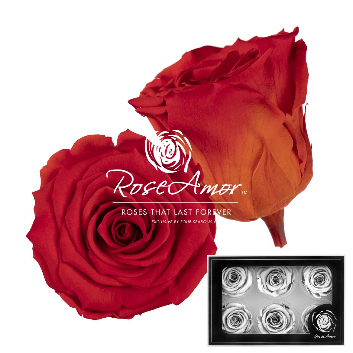 Rosa Preserved L Bic01 5cm Hd