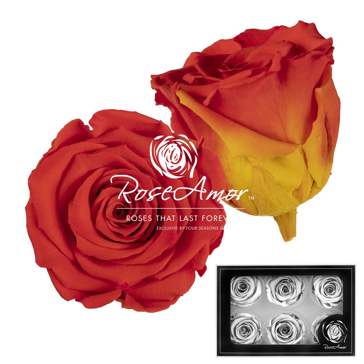 Rosa Preserved L Bic03 5cm Hd