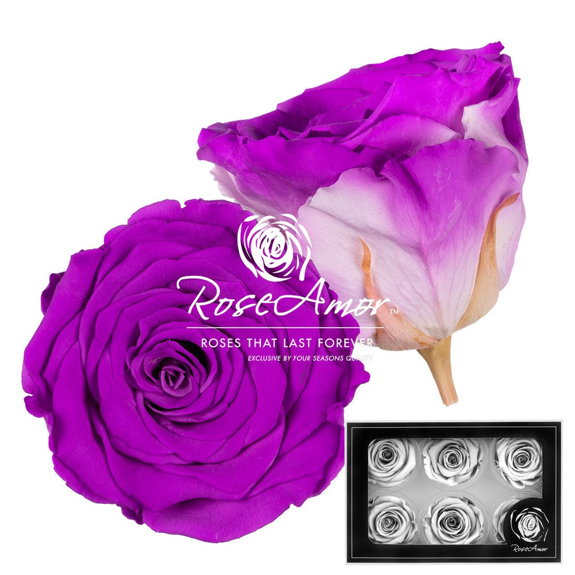 Rosa Preserved L Bic05 5cm Hd