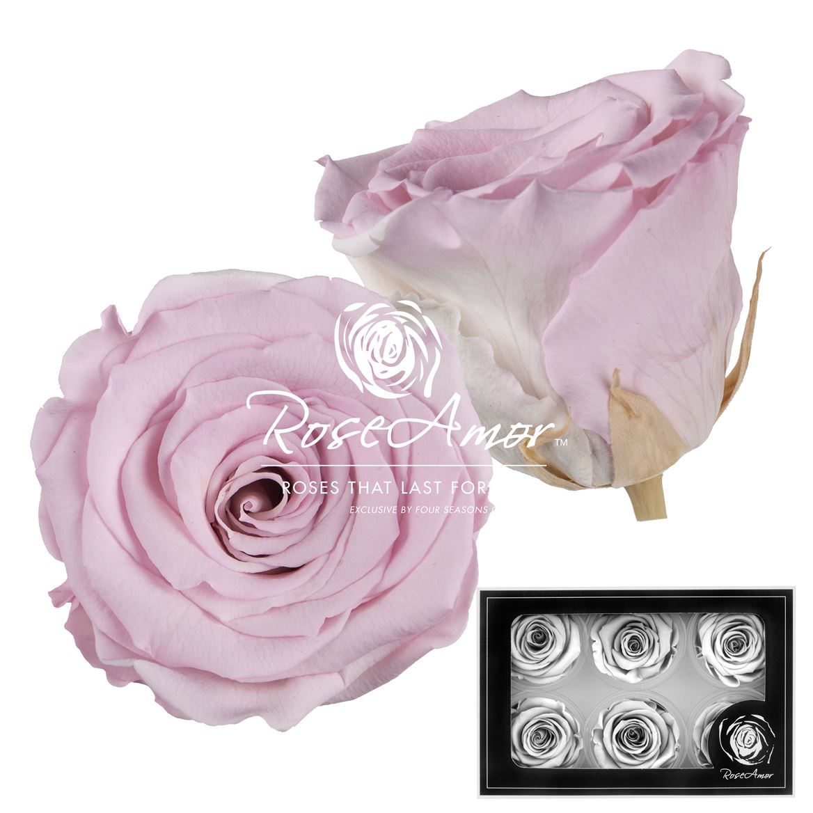 Rosa Preserved L Bic07 5cm Hd