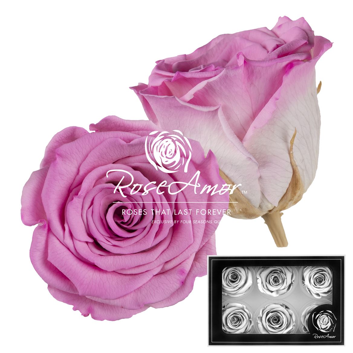 Rosa Preserved L Bic08 5cm Hd
