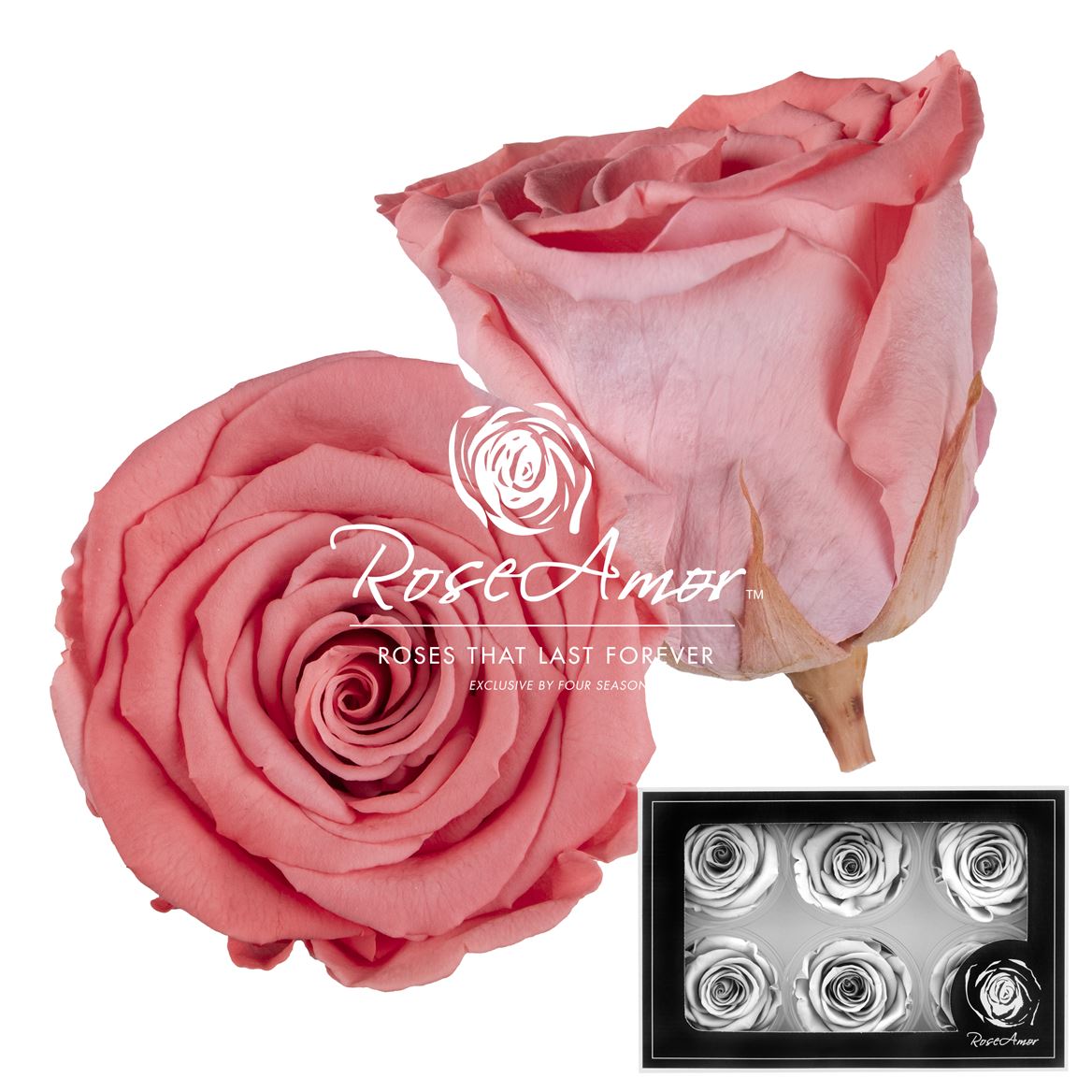 Rosa Preserved L Bic09 5cm Hd