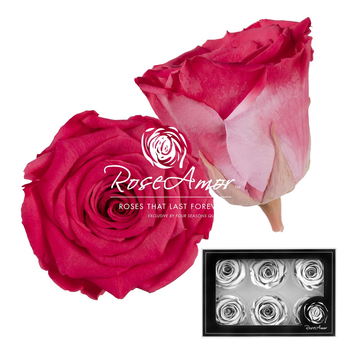 Rosa Preserved L Bic10 5cm Hd