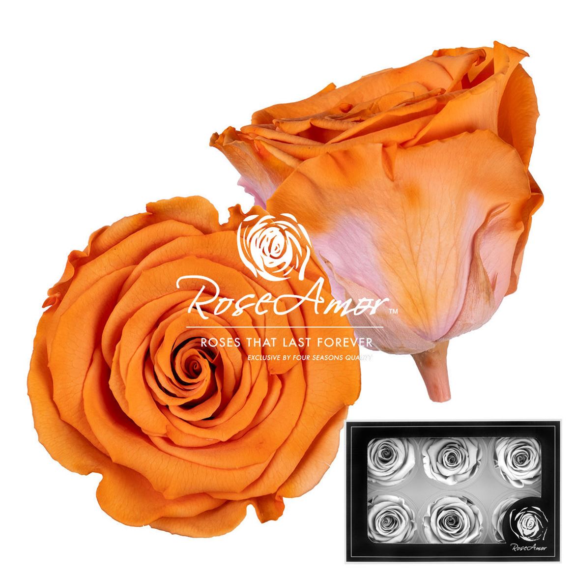 Rosa Preserved L Bic12 5cm Hd
