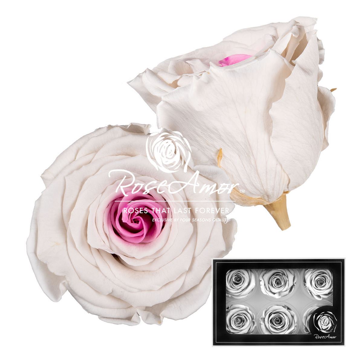 Rosa Preserved L Bic14 5cm Hd