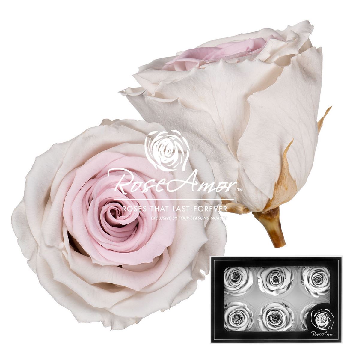 Rosa Preserved L Bic23 5cm Hd