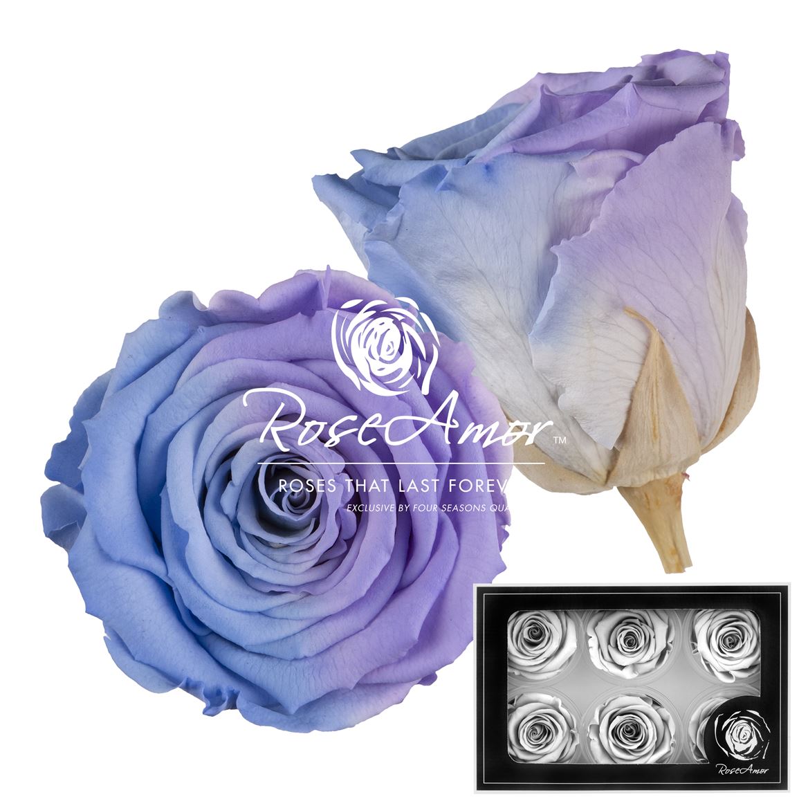 Rosa Preserved L Bic25 5cm Hd