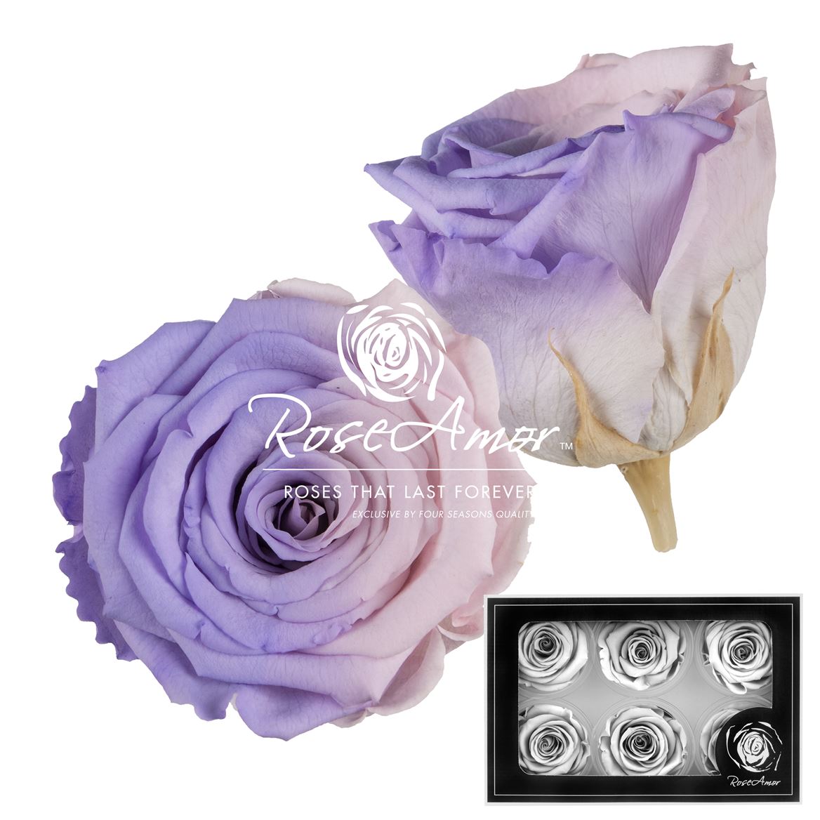 Rosa Preserved L Bic27 5cm Hd