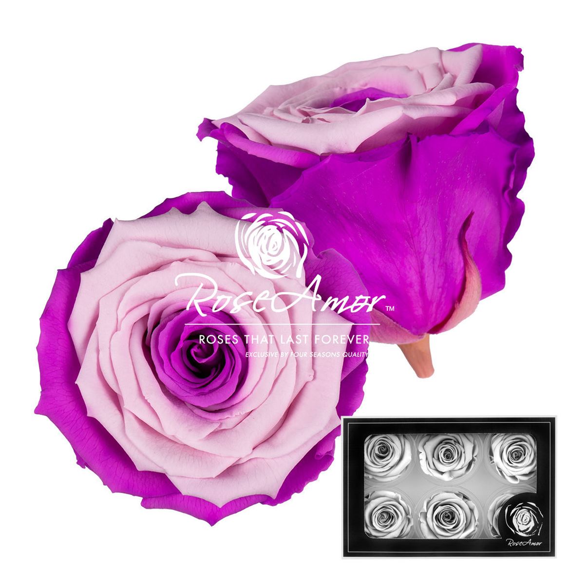 Rosa Preserved L Bic29 5cm Hd