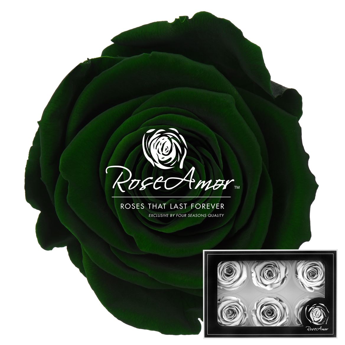Rosa Preserved L Gre02 5cm Hd