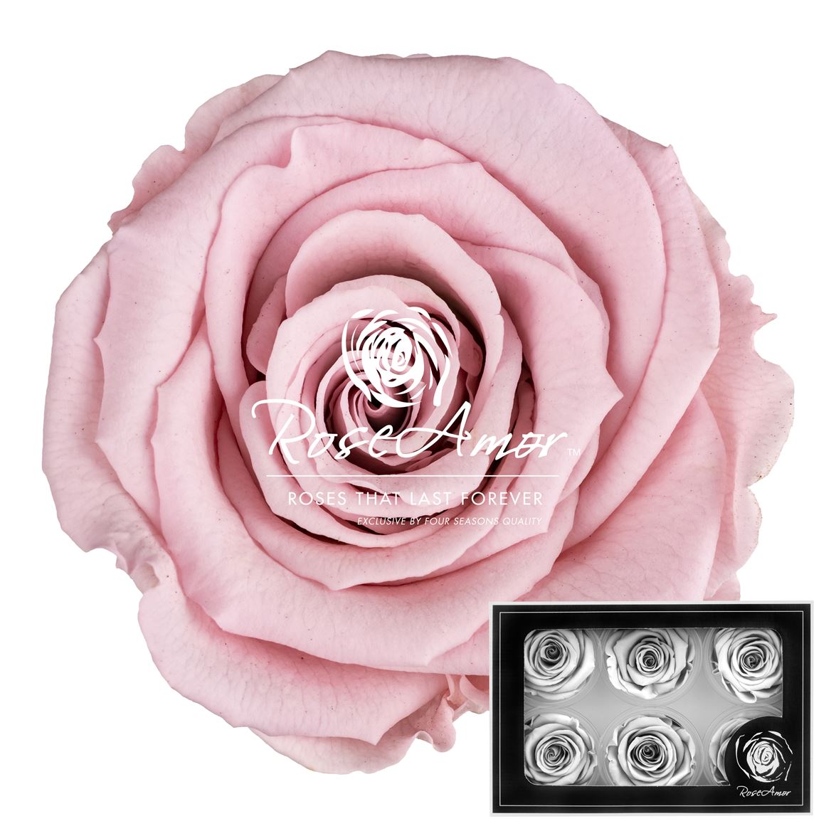 Rosa Preserved L Pin04 5cm Hd
