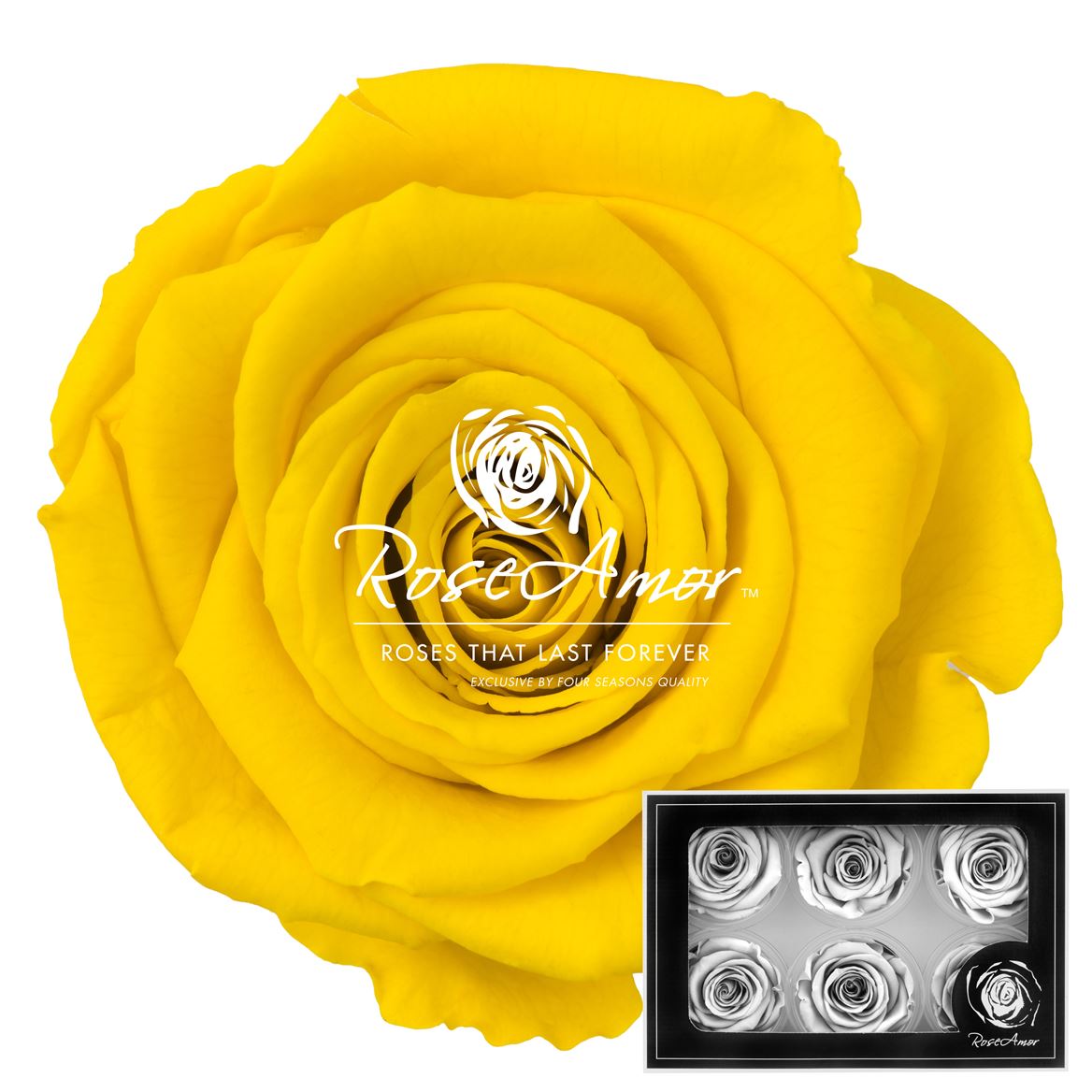 Rosa Preserved L Yel02 5cm Hd