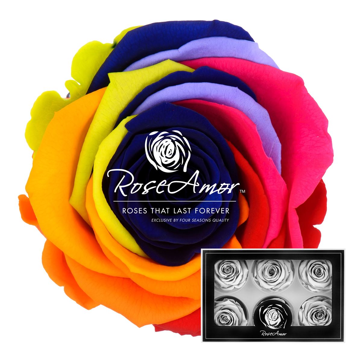 Rosa Preserved Lplus Rainbow Blu03 6,5cm Hd