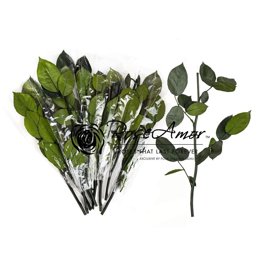 Rosa Preserved Stem Without Head 30cm