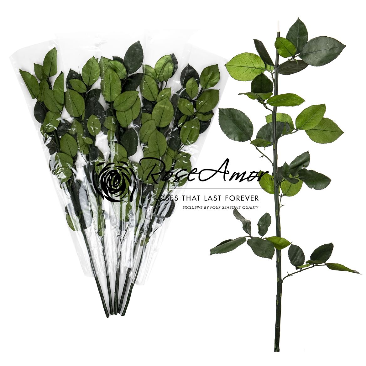 Rosa Preserved Stem Without Head 70cm