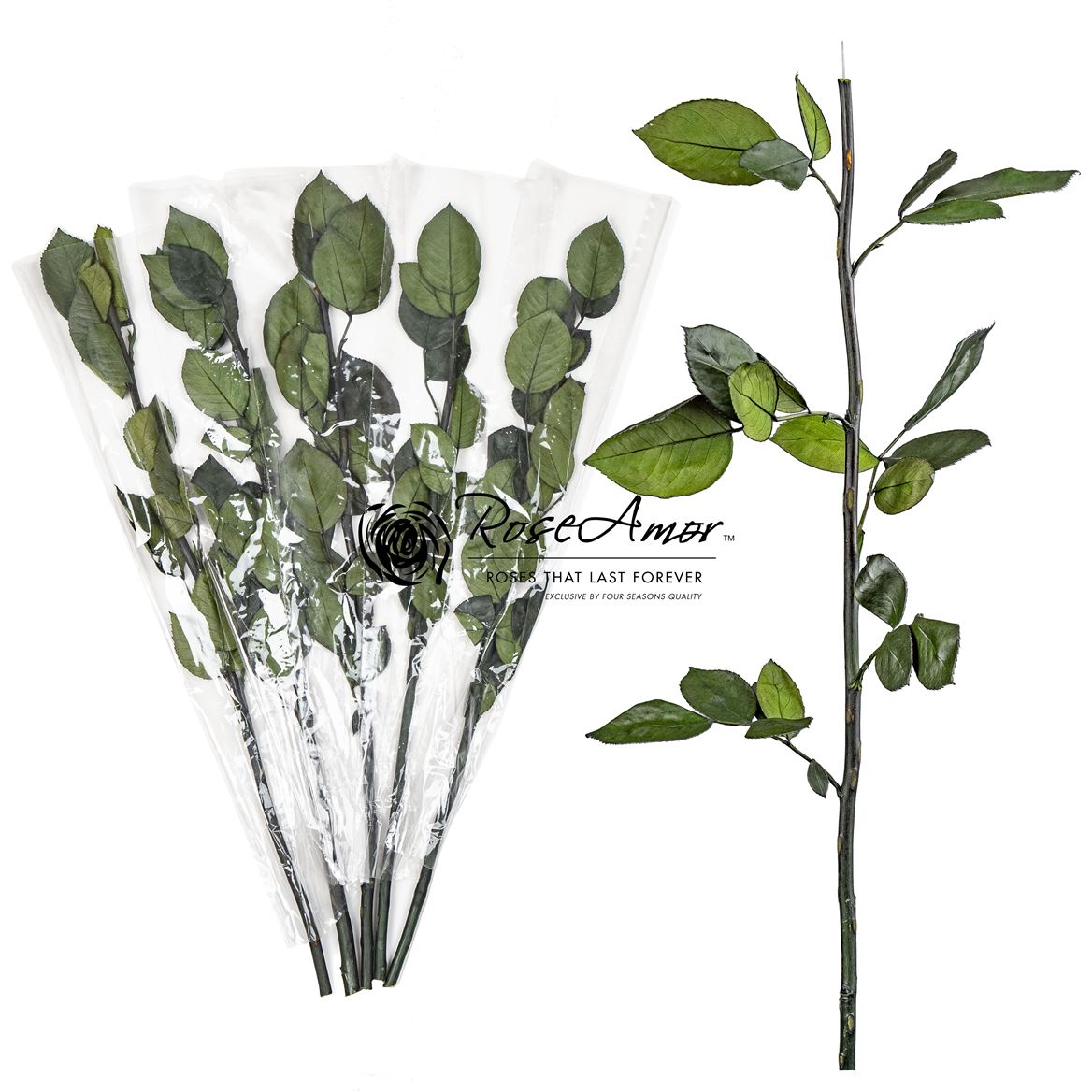Rosa Preserved Stem Without Head 50cm