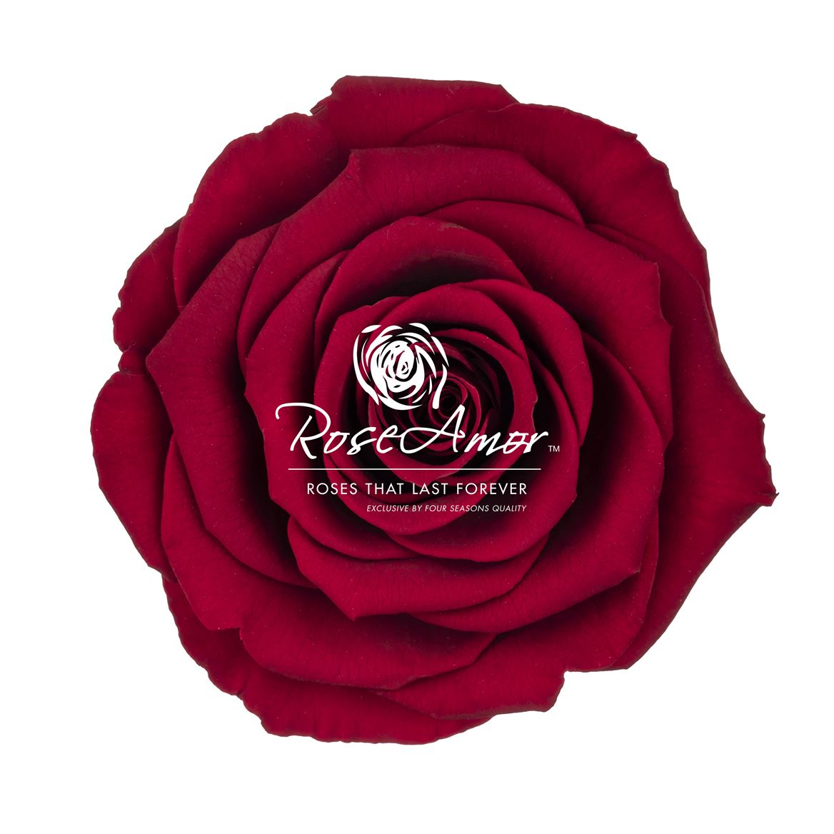 Rosa Preserved Bella Red01 7cm Hd