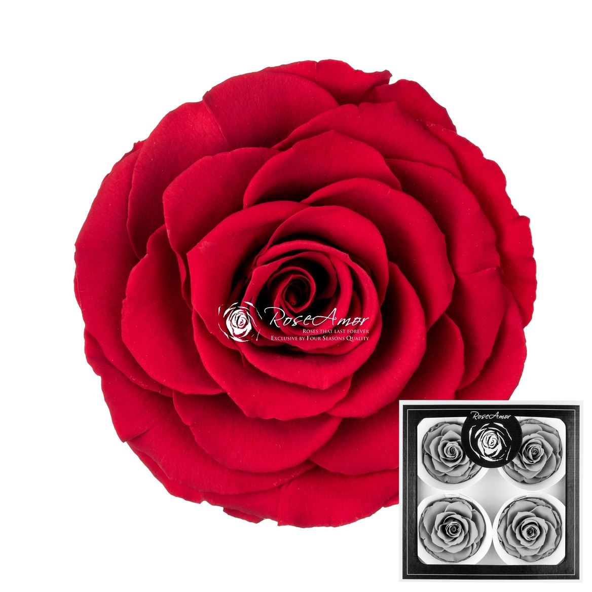 Rosa Preserved Bella Red02 7cm Hd