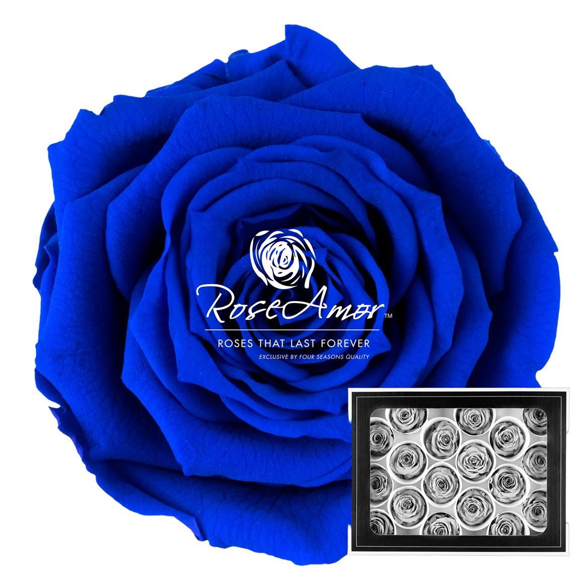 Rosa Preserved Xs Blu03 3cm Hd