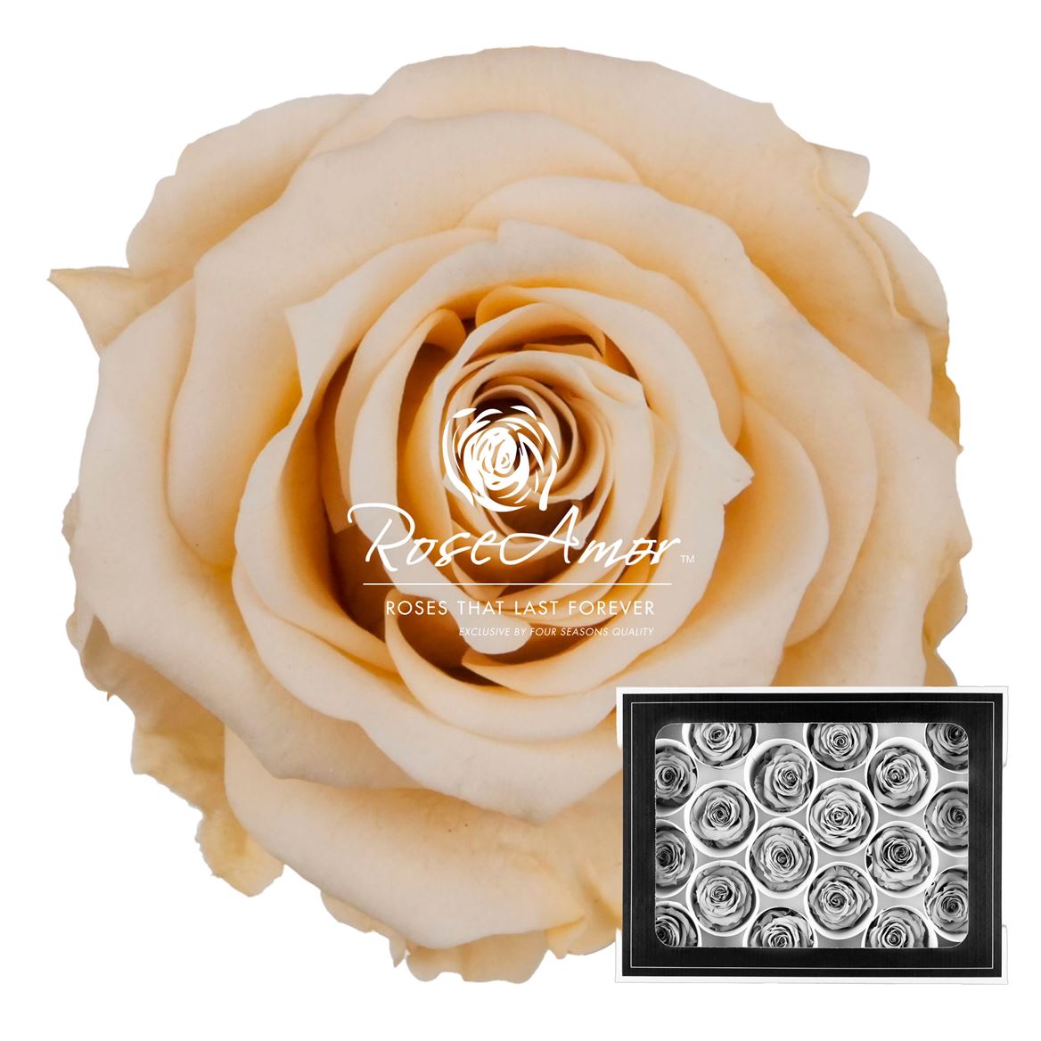 Rosa Preserved Xs Cha01 3cm Hd