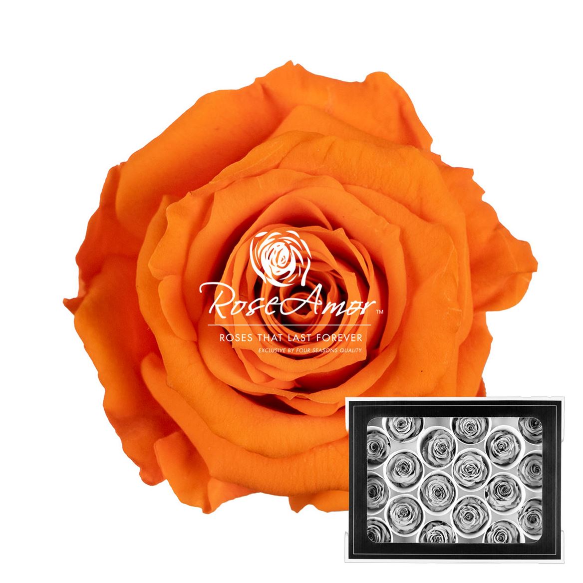 Rosa Preserved Xs Ora02 3cm Hd