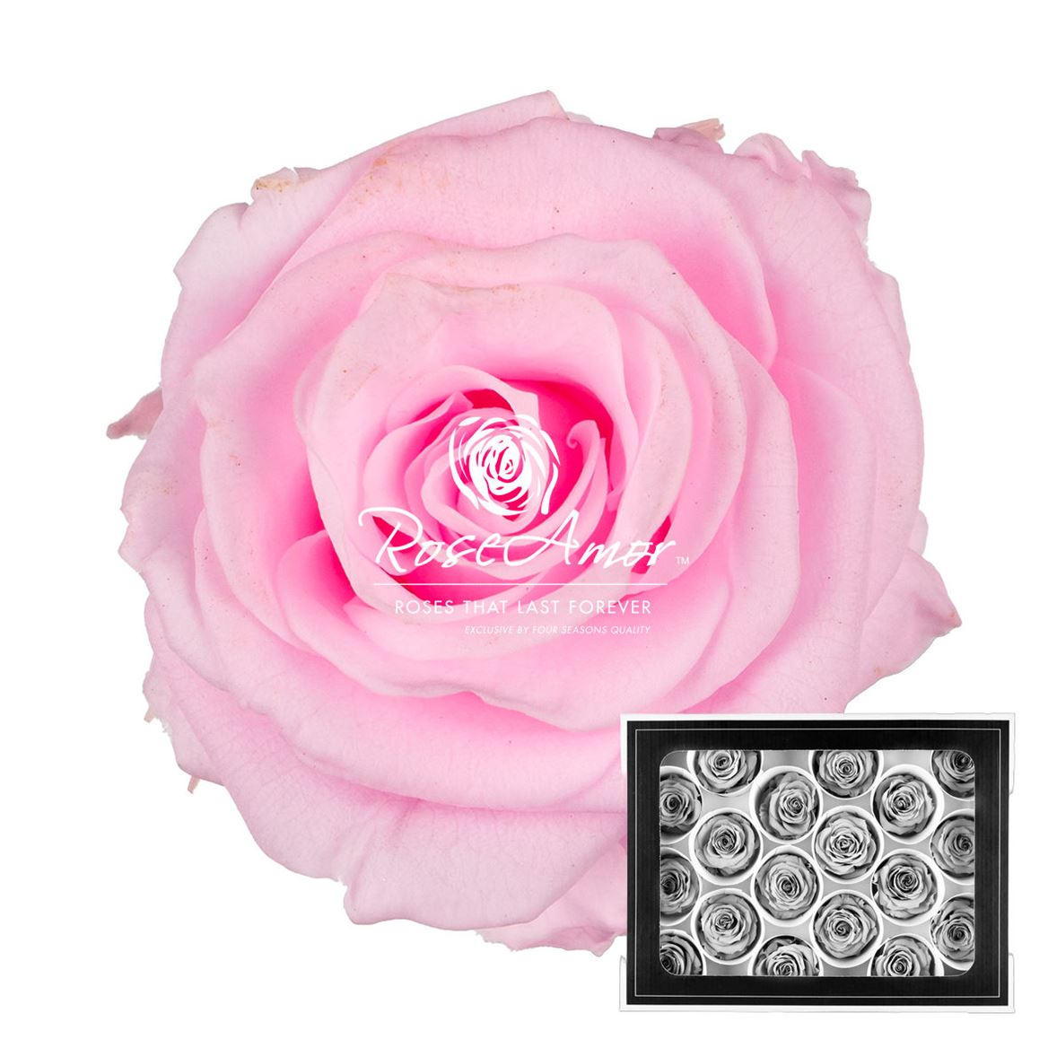 Rosa Preserved Xs Pin99 3cm Hd