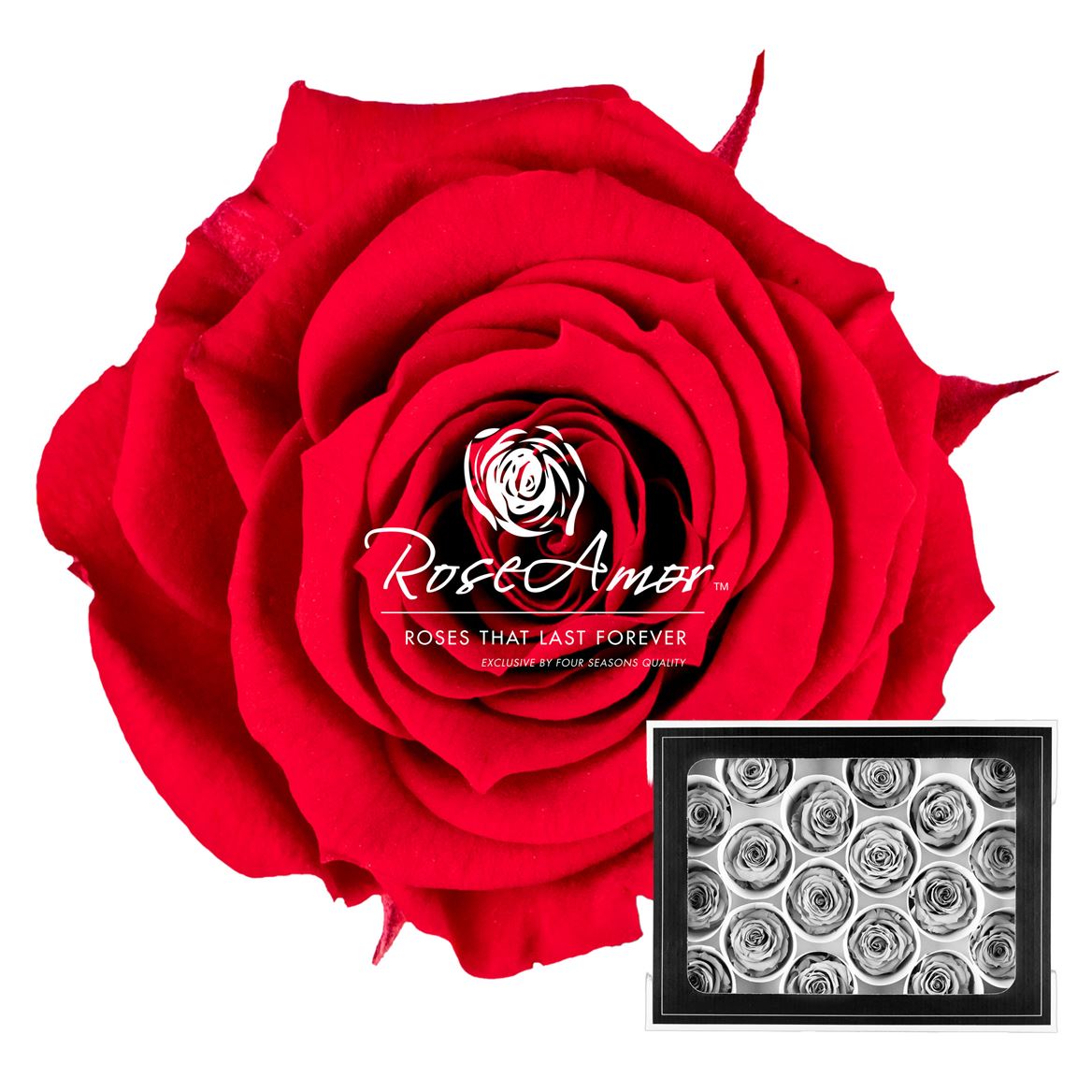 Rosa Preserved Xs Red02 3cm Hd