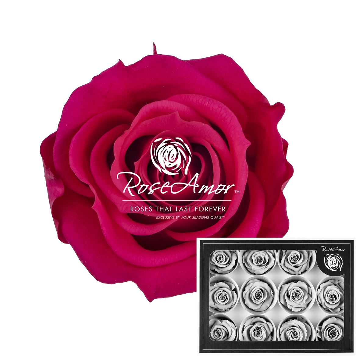 Rosa Preserved M Pin03 3,5cm Hd