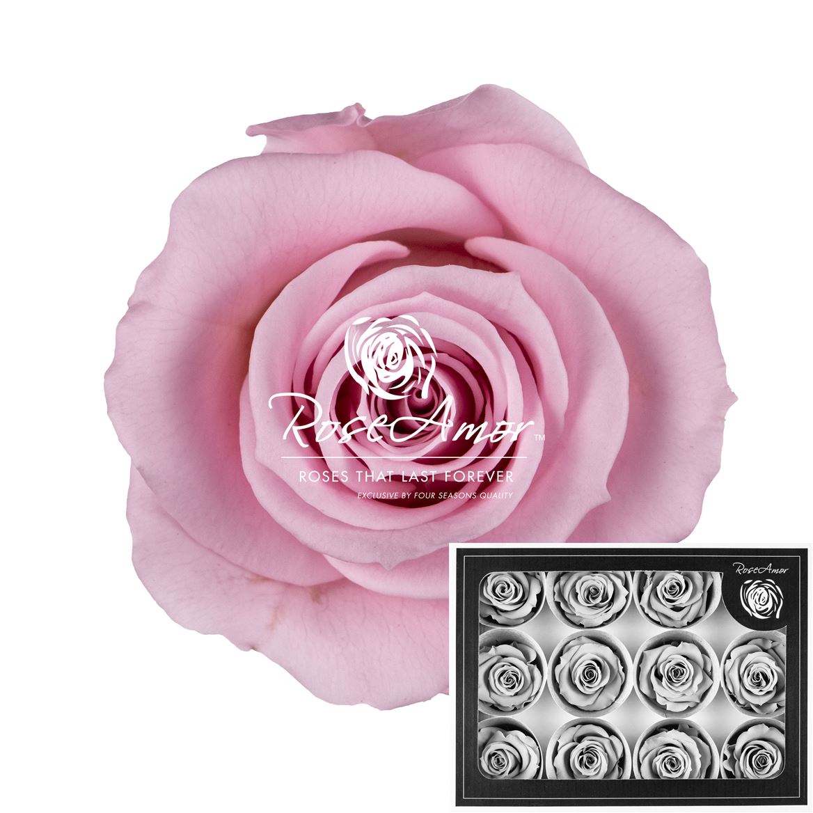 Rosa Preserved M Pin04 3,5cm Hd