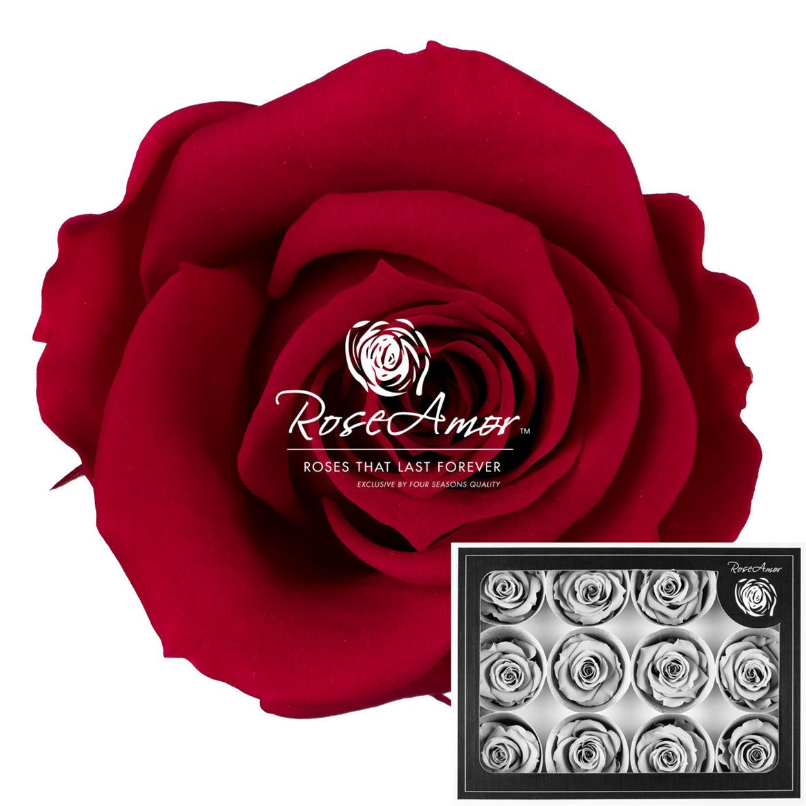 Rosa Preserved M Pin05 3,5cm Hd