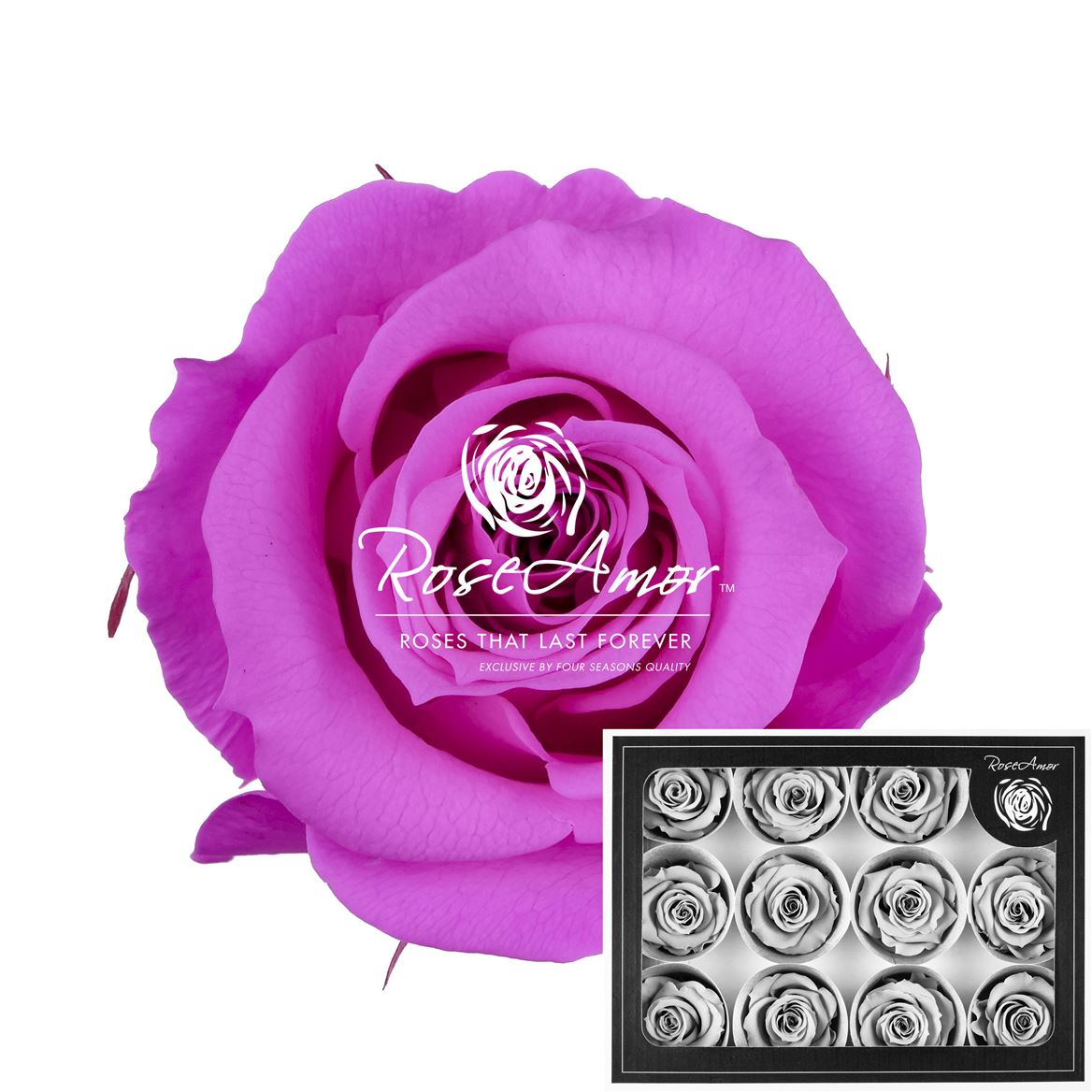 Rosa Preserved M Pin07 3,5cm Hd