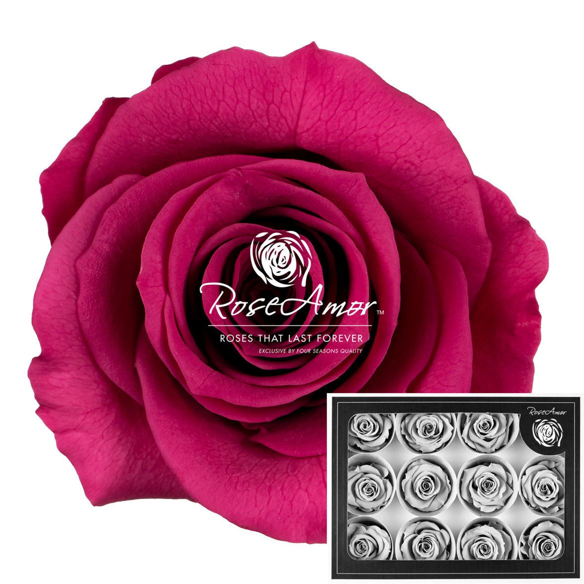 Rosa Preserved M Vio02 3,5cm Hd