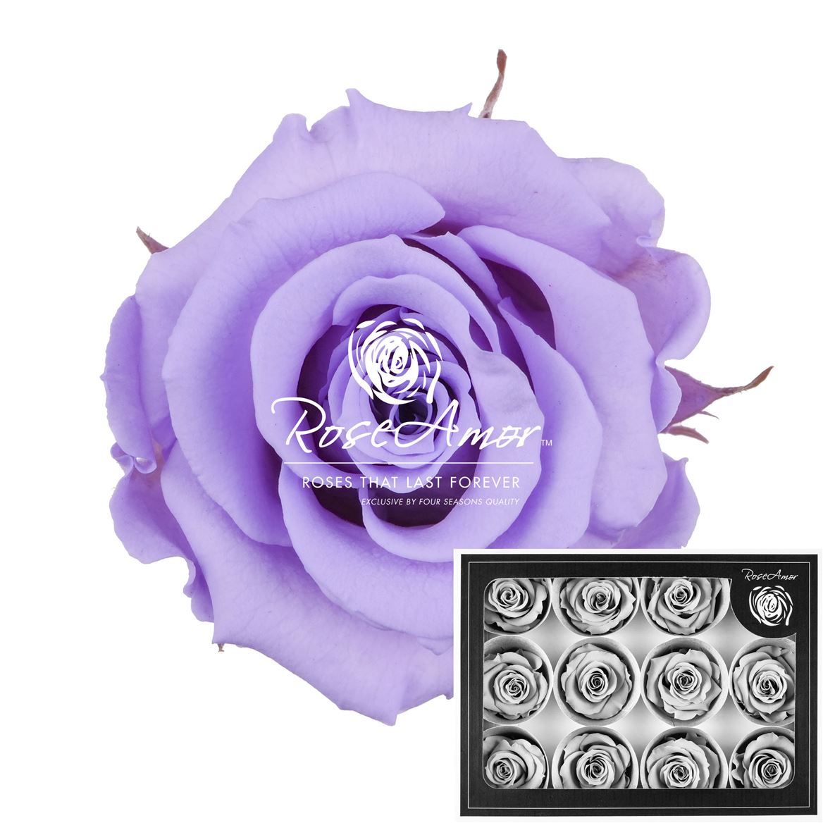 Rosa Preserved M Vio03 3,5cm Hd