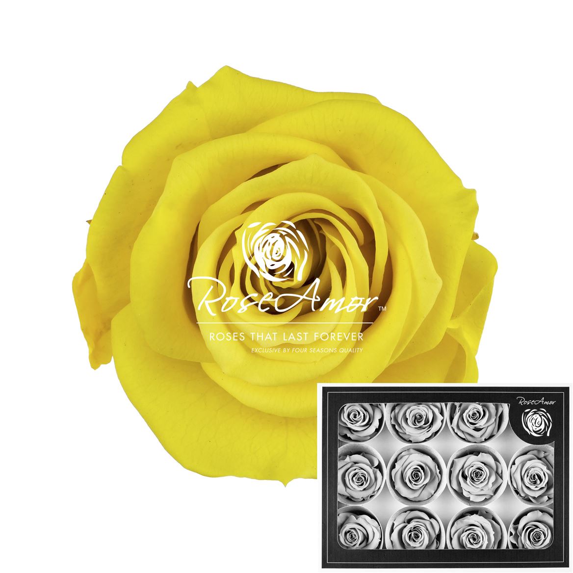 Rosa Preserved M Yel02 3,5cm Hd