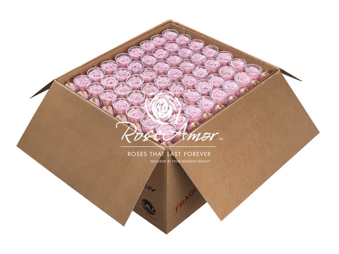 Rosa Preserved Lplus Pin04 Bulk 6,5cm Hd