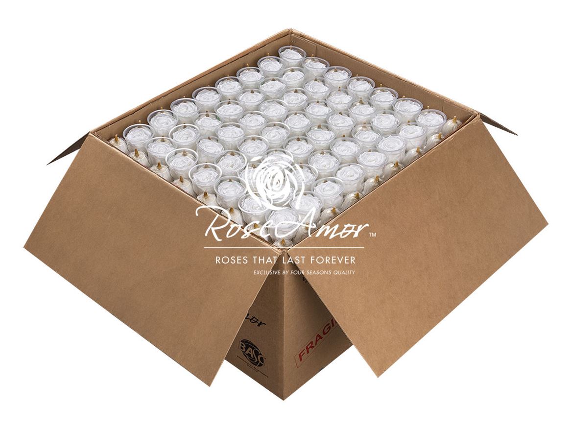 Rosa Preserved Xl Whi01 Bulk 6,5cm Hd