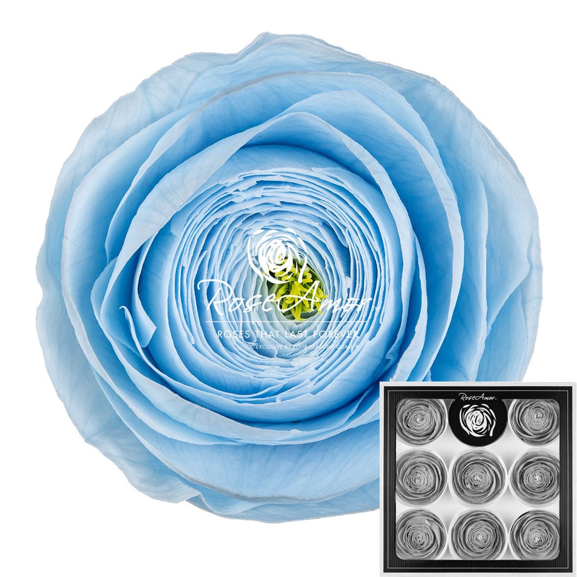 Ranunculus Blu89