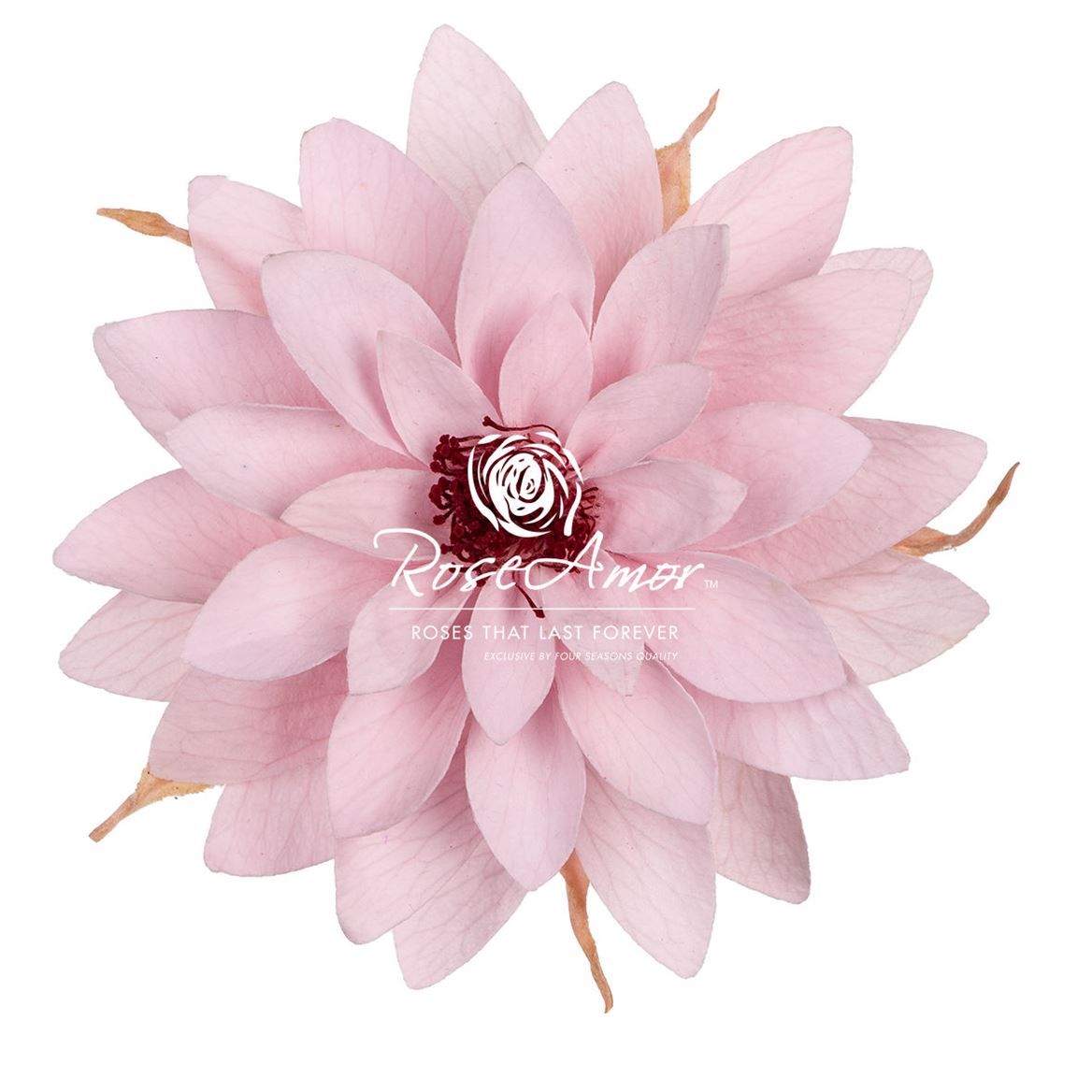 Dahlia Pin04
