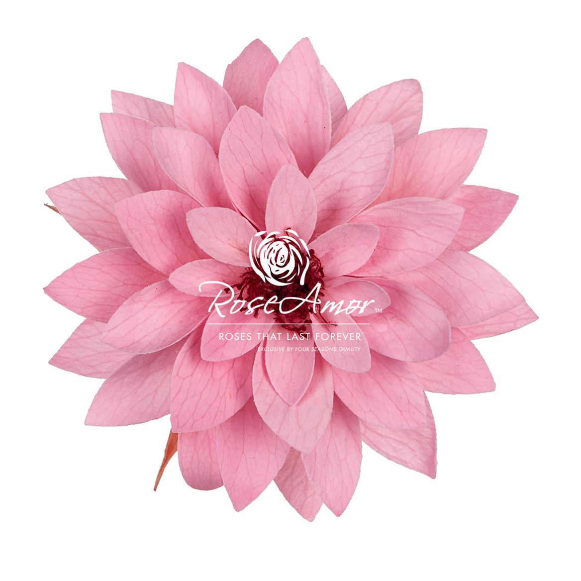 Dahlia Pin06