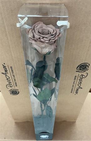 Rosa Preserved Stem Cho89 50cm 6cm Hd