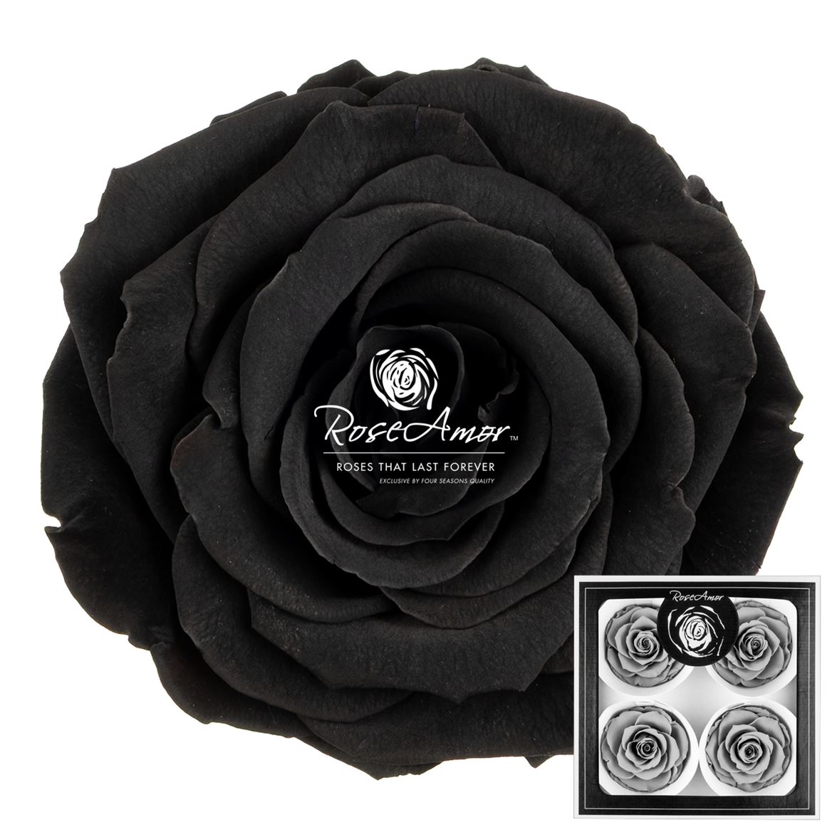 Rosa Preserved Bellisima Bla01 8cm Hd