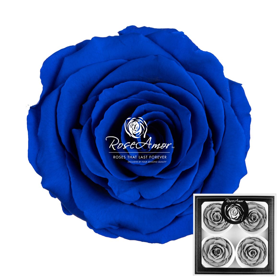 Rosa Preserved Bellisima Blu03 8cm Hd