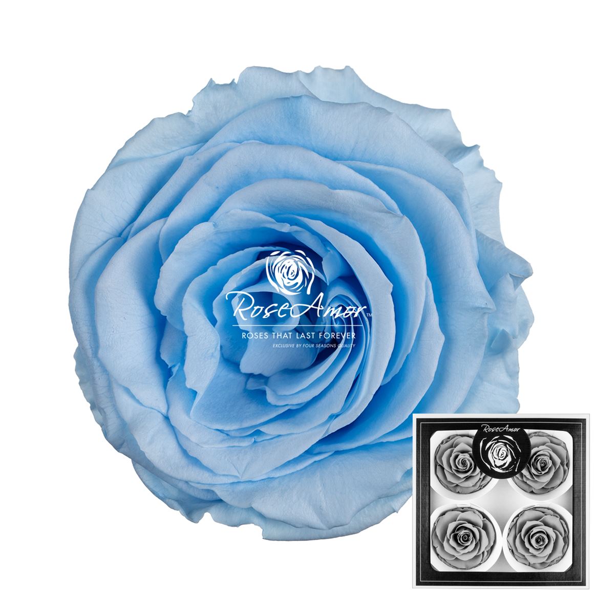Rosa Preserved Bellisima Blu89 8cm Hd