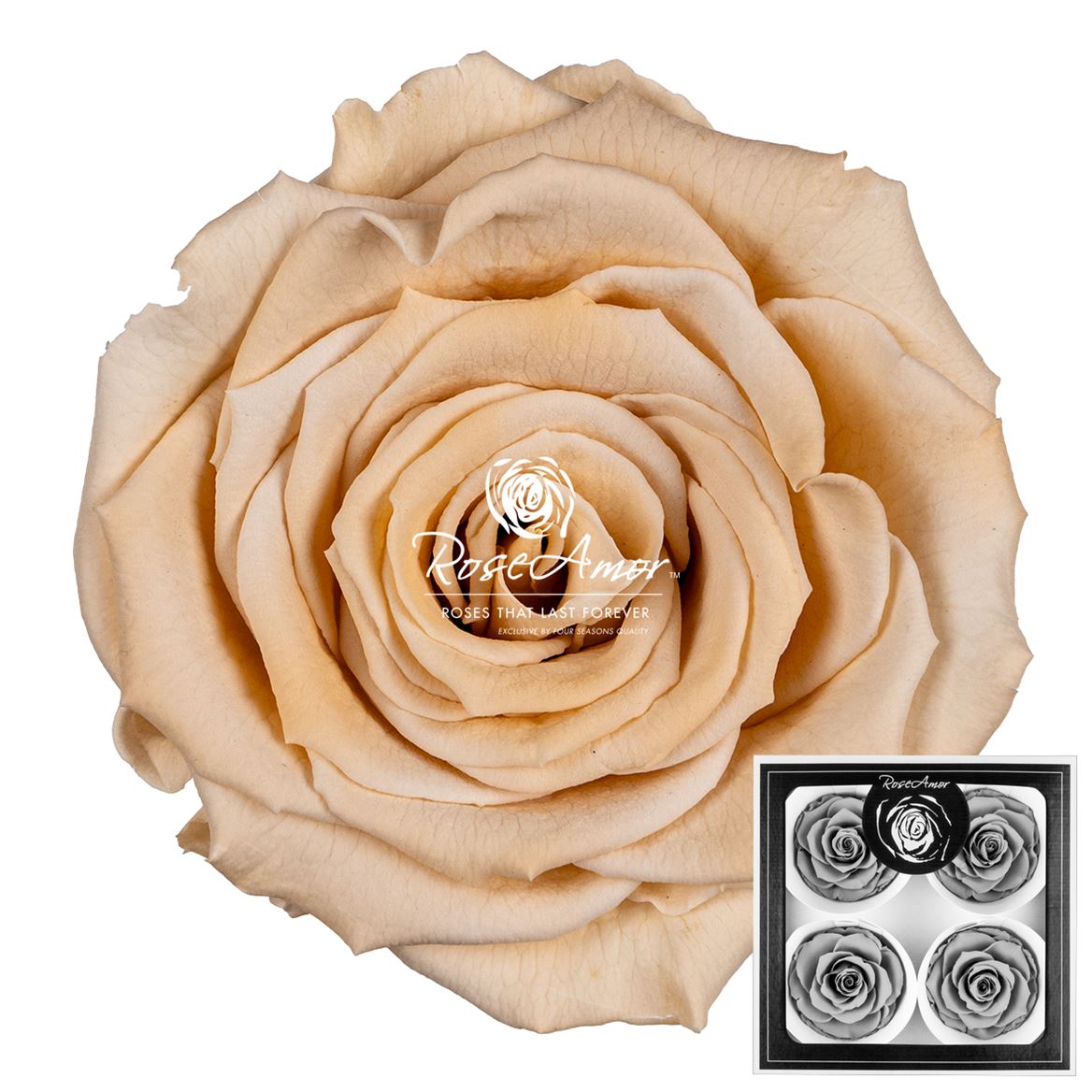 Rosa Preserved Bellisima Cha01 8cm Hd