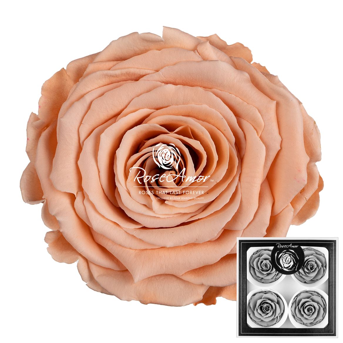 Rosa Preserved Bellisima Pea01 8cm Hd