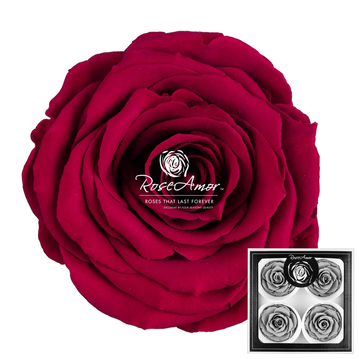Rosa Preserved Bellisima Pin05 8cm Hd