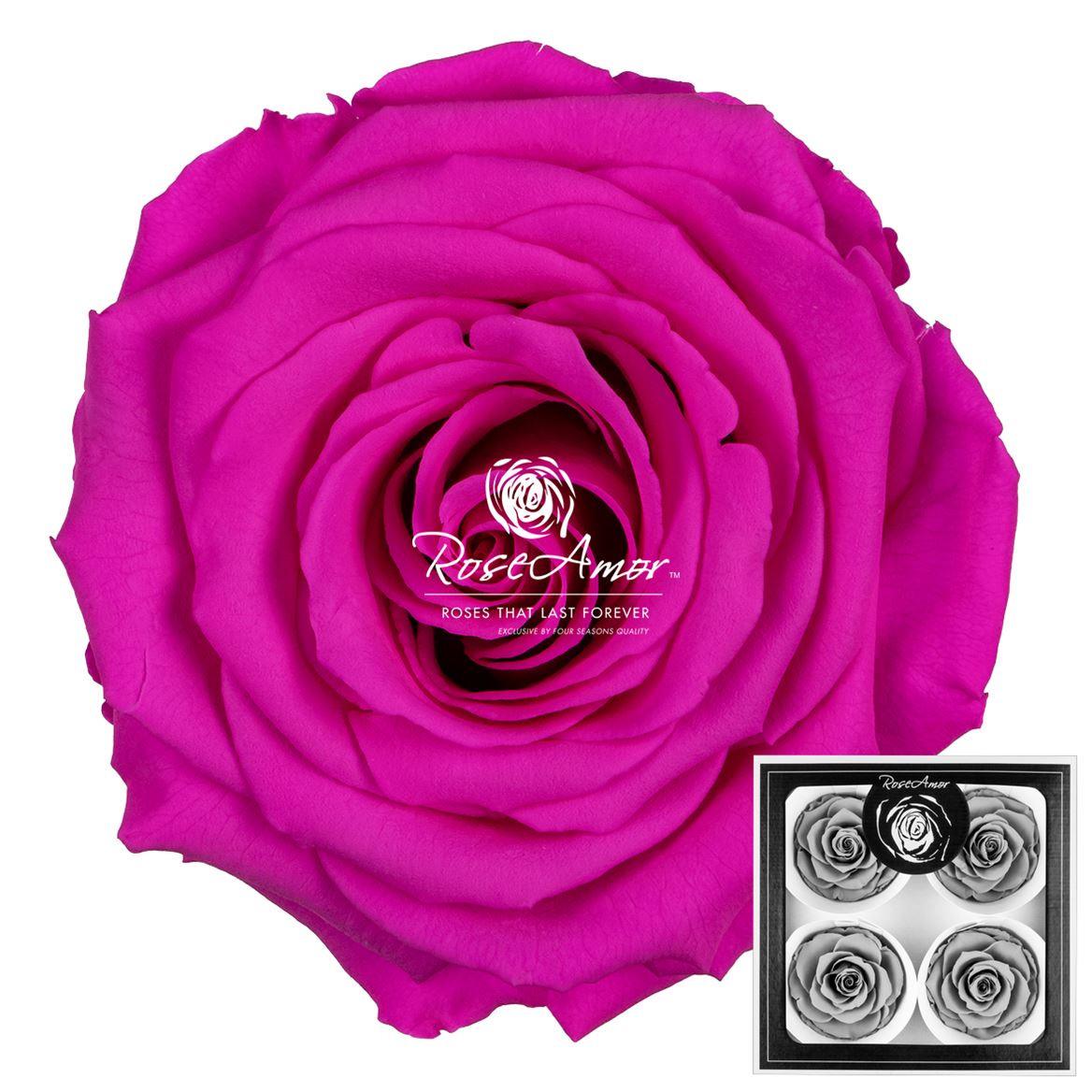 Rosa Preserved Bellisima Pin07 8cm Hd